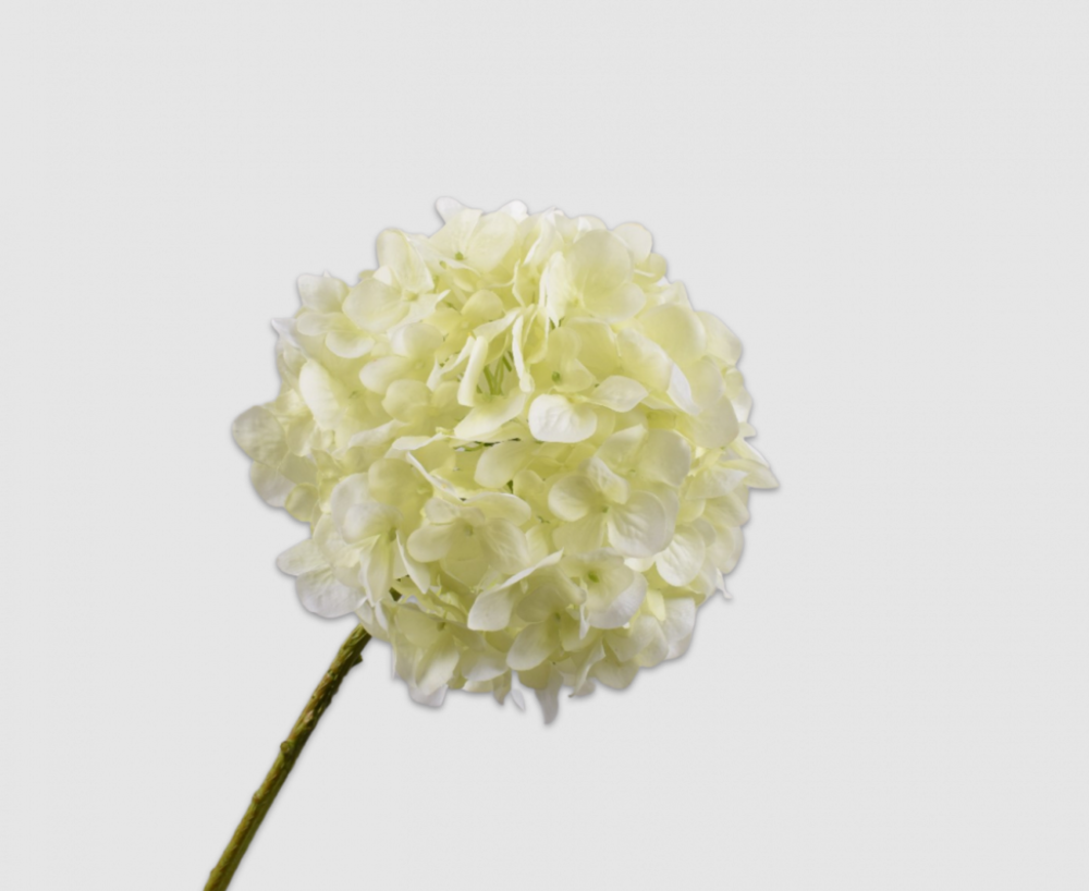 Hortensie Stem