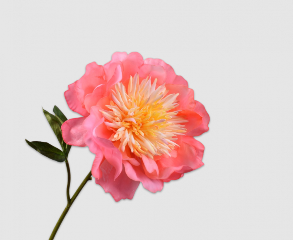 Bujor Stem 
