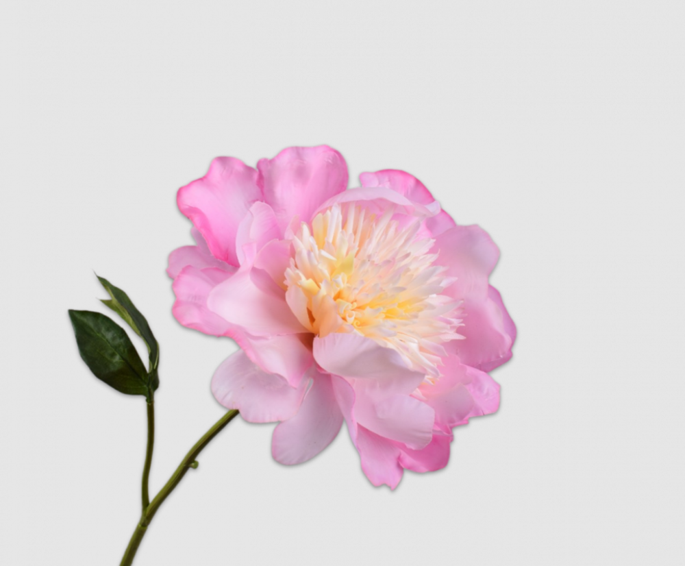 Hortensie Stem