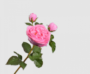Rose Spray Pink