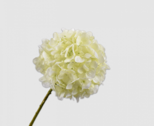 Hortensie Stem